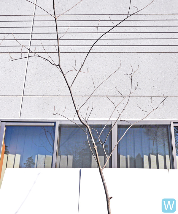 アオダモ W(2.7m) 幹の様子