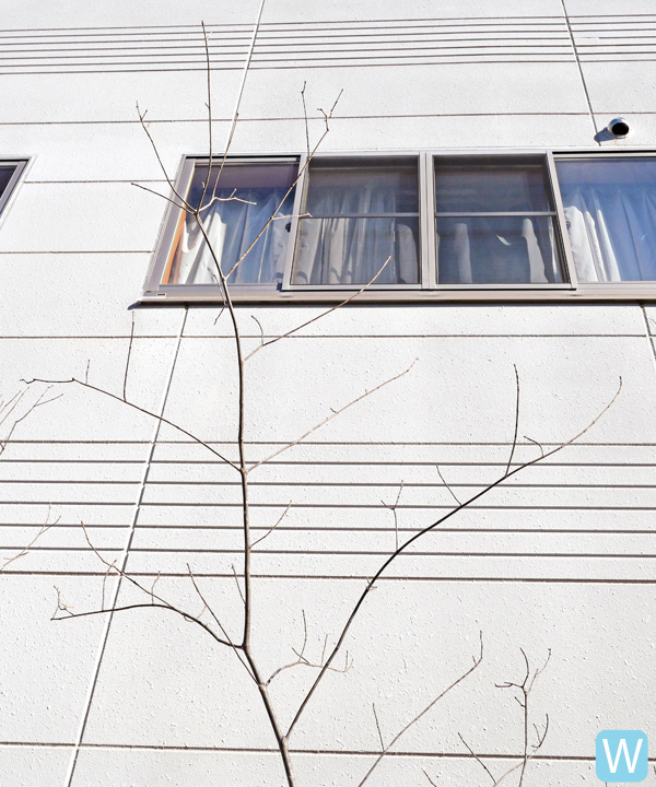 アオダモ W(2.7m) 上部