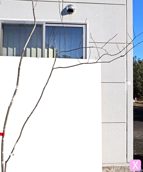 アオダモ X(3.1m) 幹の様子