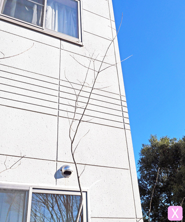 アオダモ X(3.1m) 上部