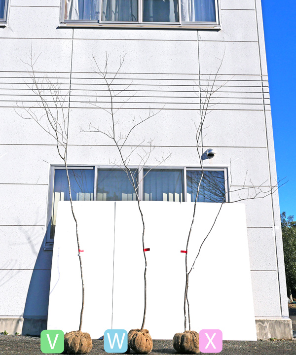 アオダモ 全体の様子