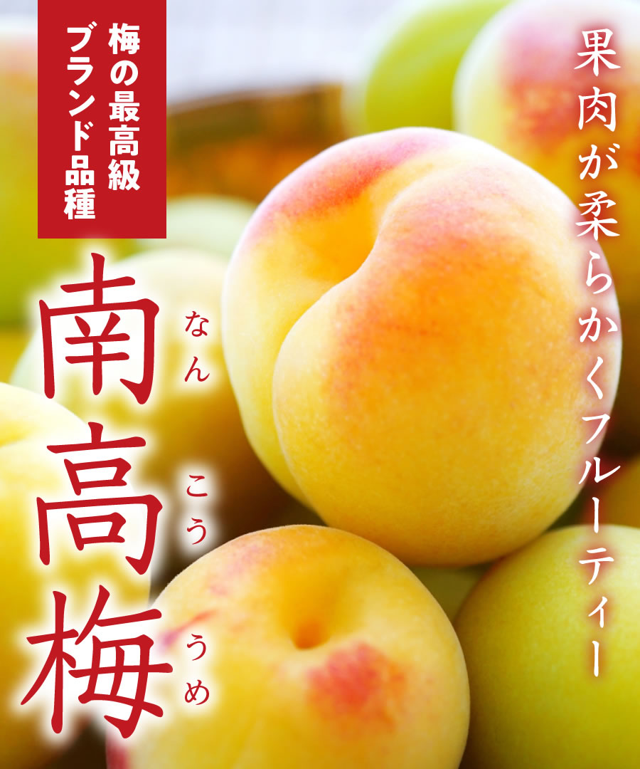 【梅苗木】【2年生苗】南高梅（なんこううめ） 高さ70cm～1.0m程度