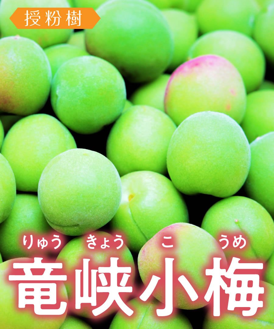 【梅苗木】【2年生苗 】竜峡小梅  高さ70cm～1.0m程度