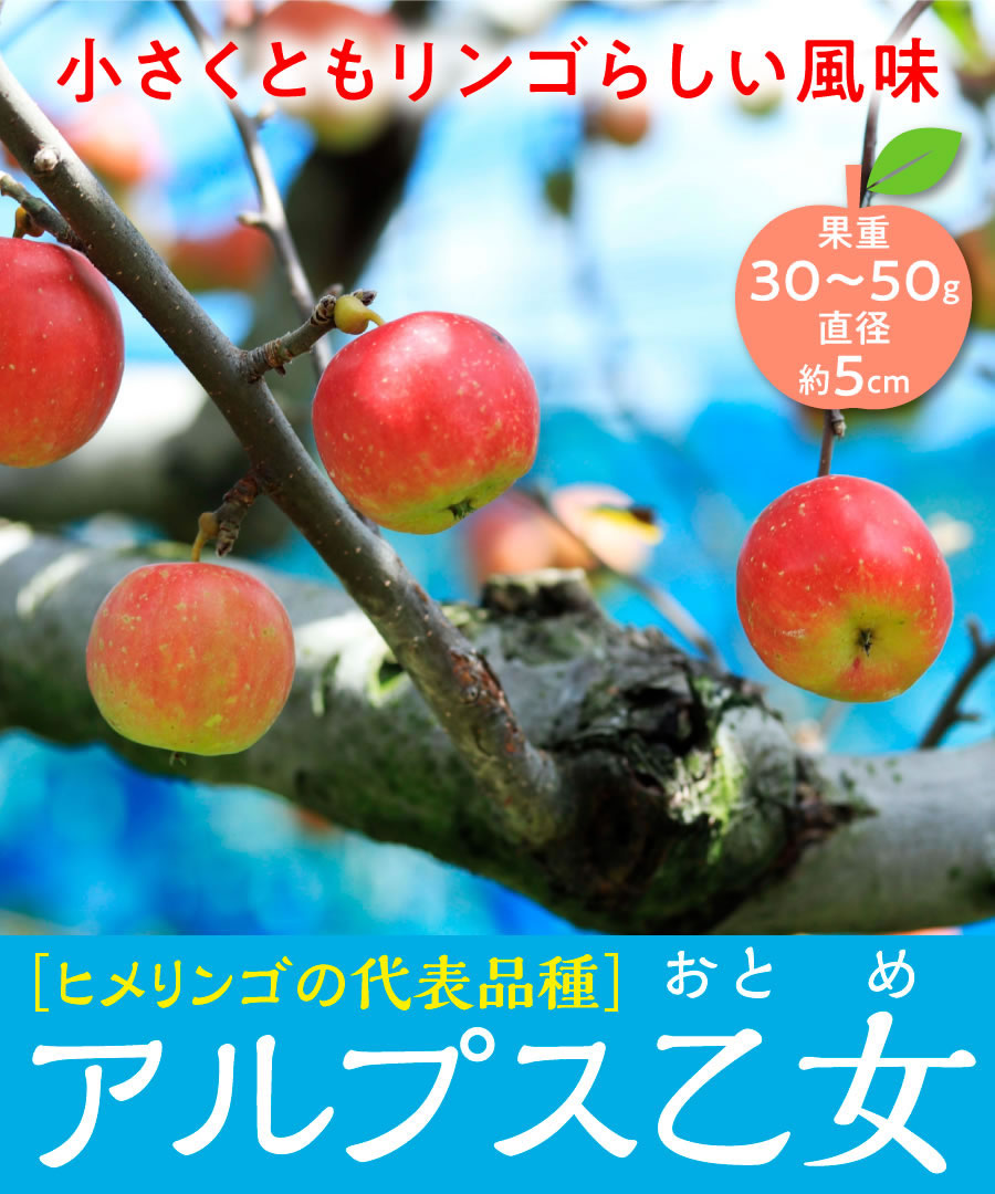 【リンゴ苗木】【2年生苗】アルプス乙女  高さ70cm～1.0m程度