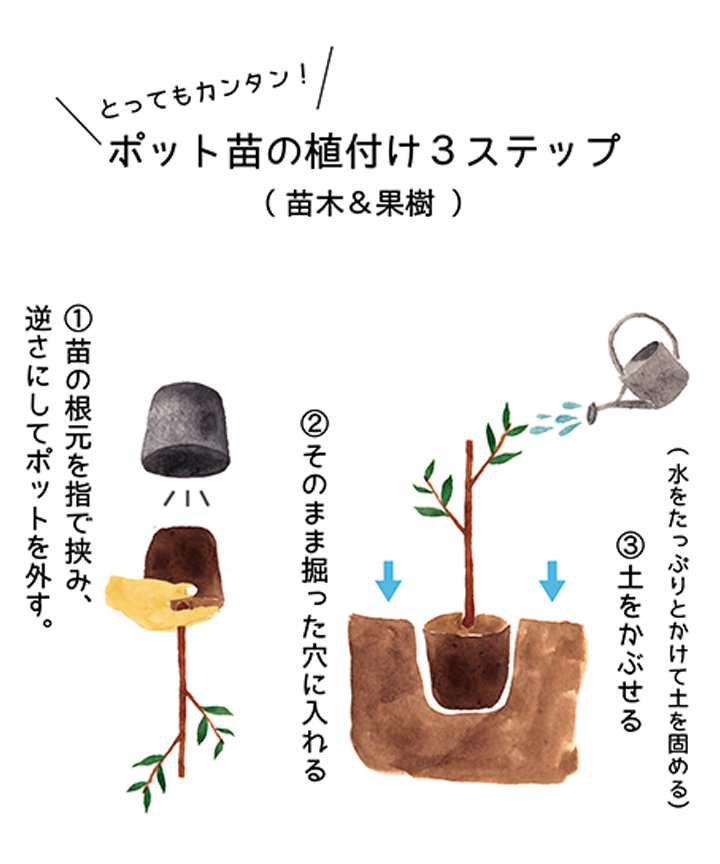 苗木の植え付け方