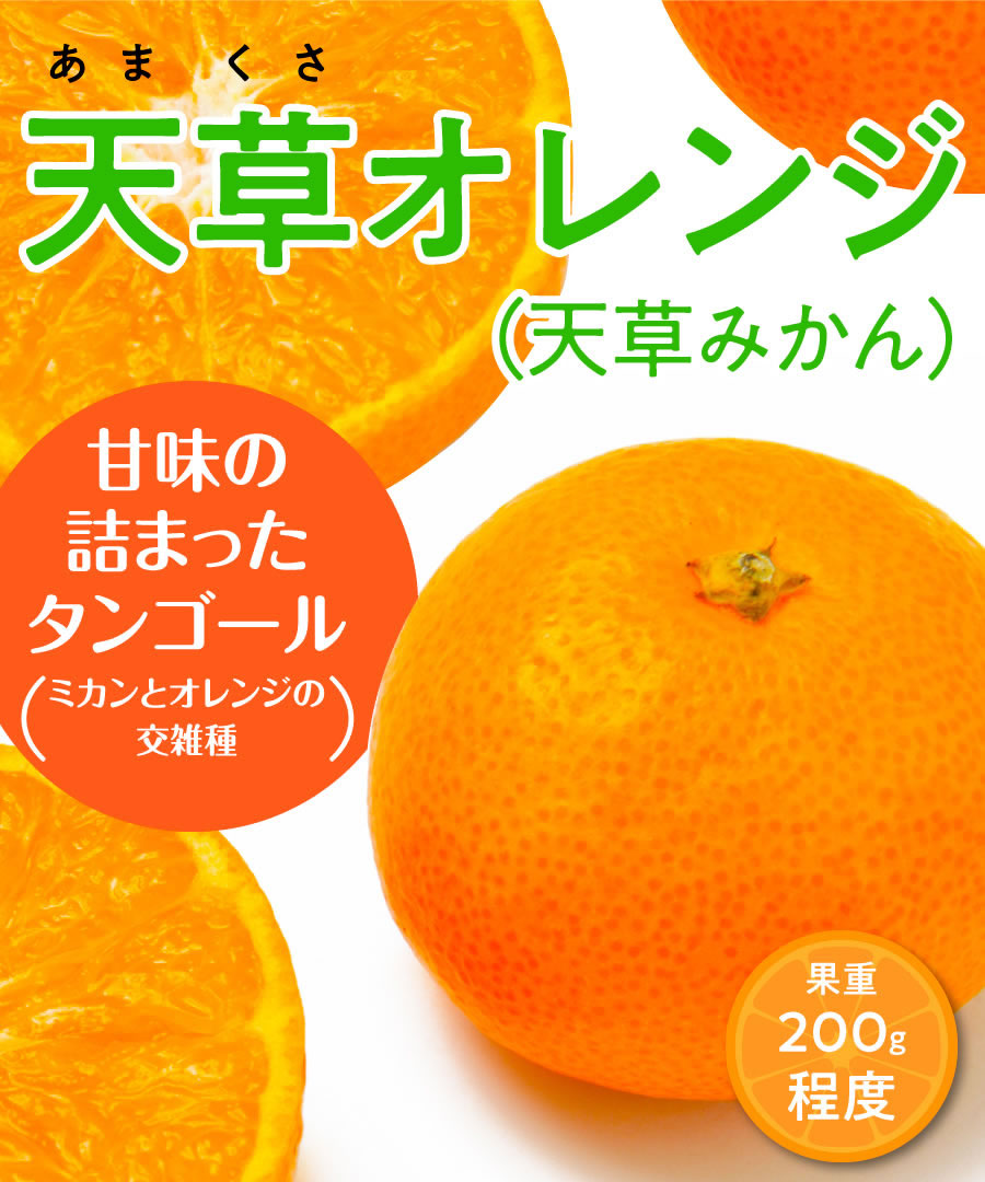 【柑橘苗木】【2年生苗】天草オレンジ（天草みかん）  高さ70cm～1.0m程度