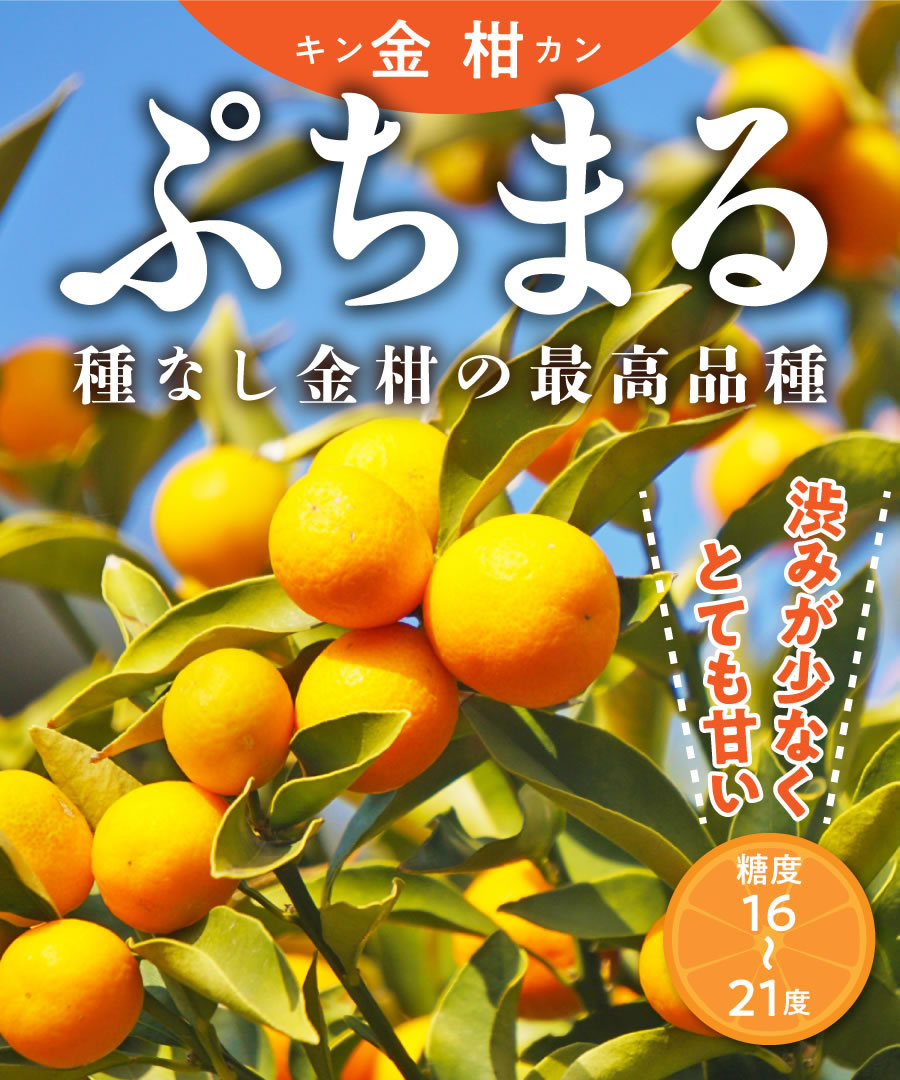 【柑橘苗木】【2年生苗】キンカン（金柑）「ぷちまる」  高さ70cm～1.0m程度