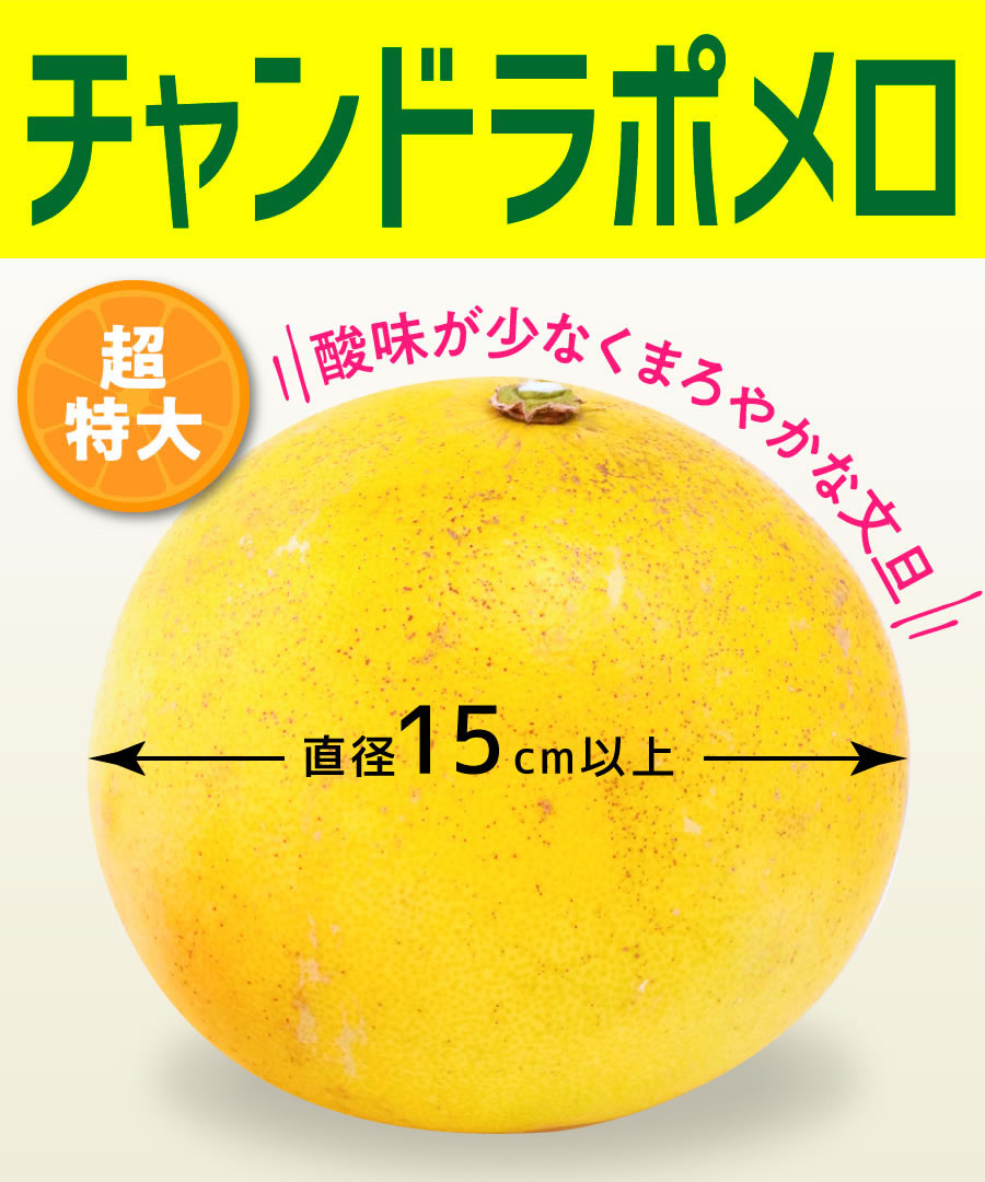 【柑橘苗木】【2年生苗】チャンドラポメロ　高さ70cm～1.0m程度