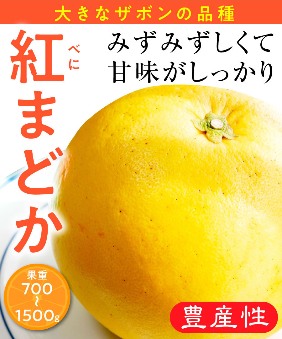 【柑橘苗木】【2年生苗】紅まどか　高さ70cm～1.0m程度