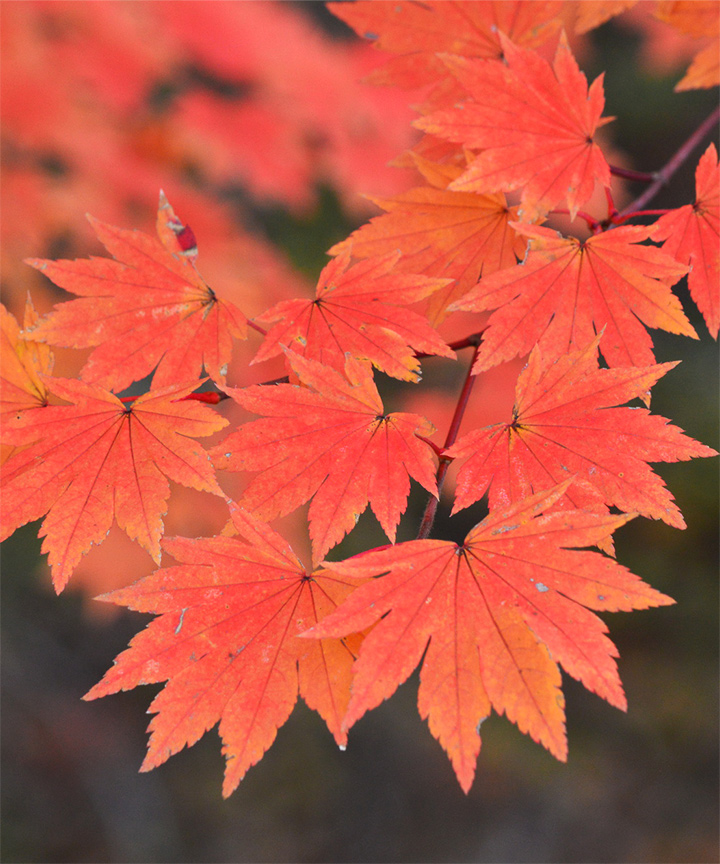 コハウチワカエデ紅葉