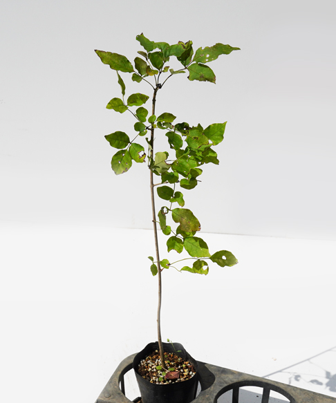 アオダモ 苗木 高さ30cm〜50cm
