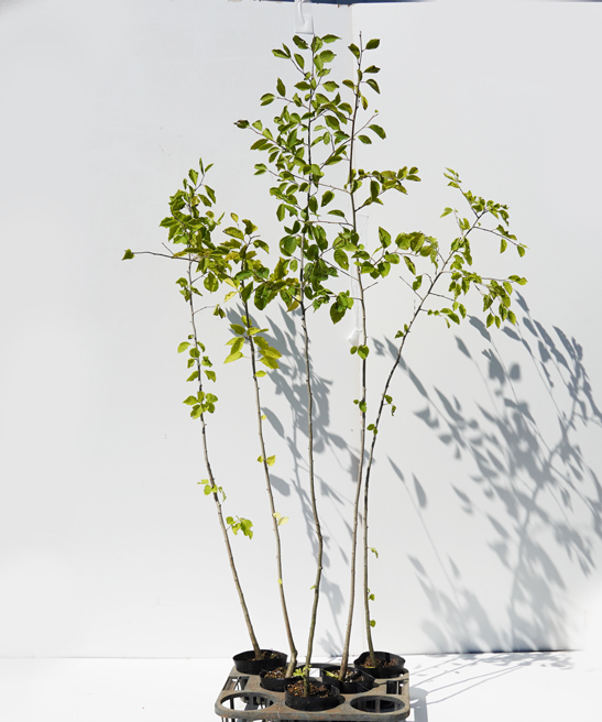 アオハダ 特大苗 高さ100cm～110cm