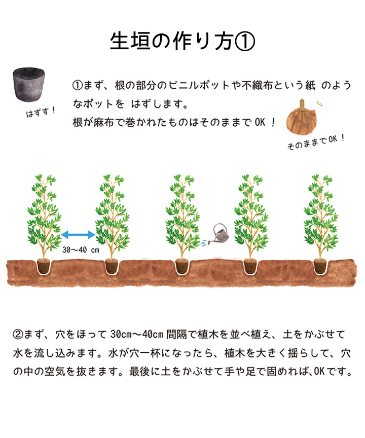 生垣の作り方-1