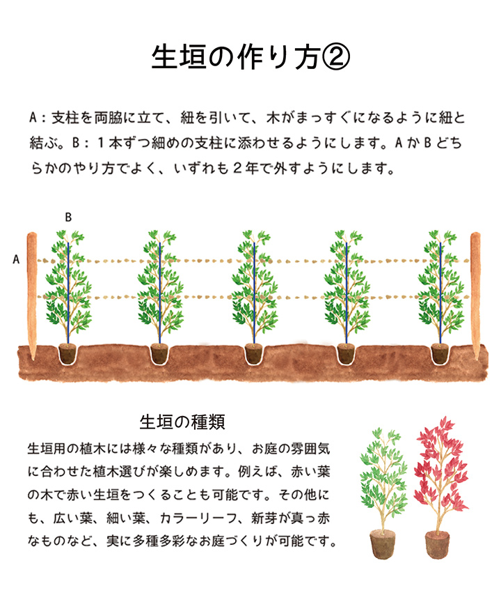 生垣の作り方-2