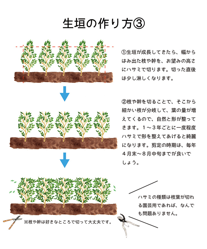 生垣の作り方-3