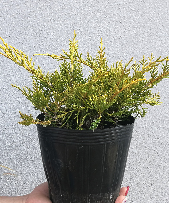 6月撮影