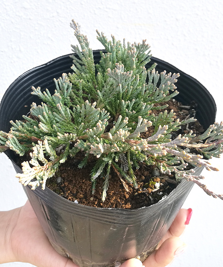 6月撮影
