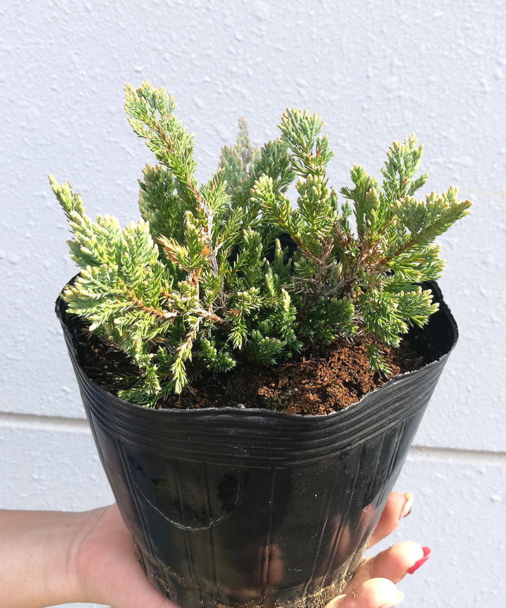 6月撮影