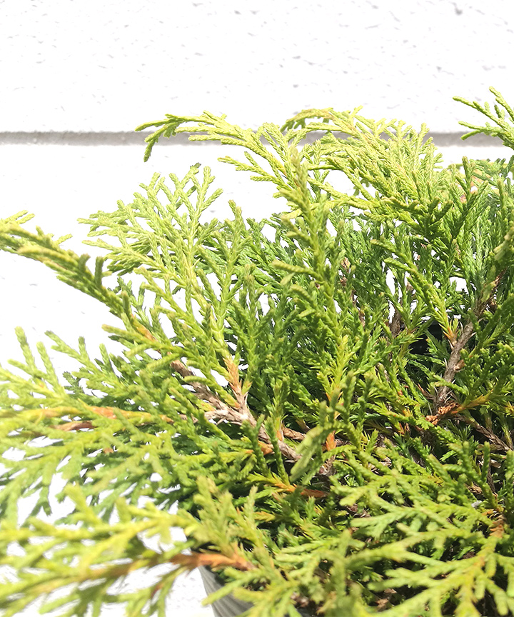 夏の葉