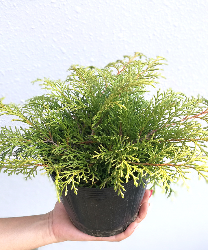 6月撮影