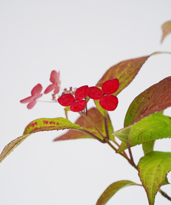 ヤマアジサイ 紅額(ベニガク) 樹高20cm~40cm