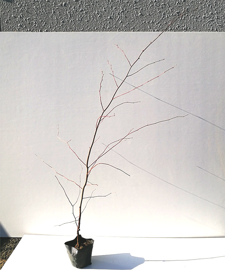 苗木の状態