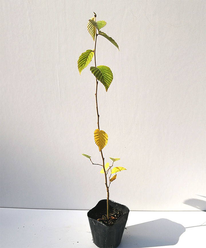 苗木の状態