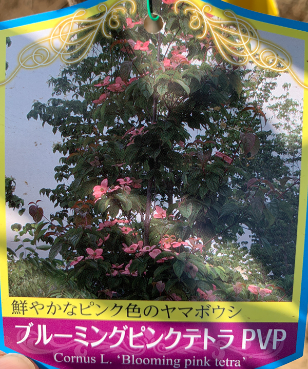 花イメージ