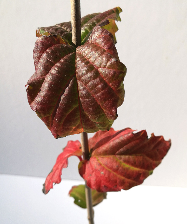 紅葉
