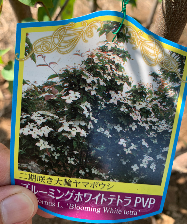花イメージ