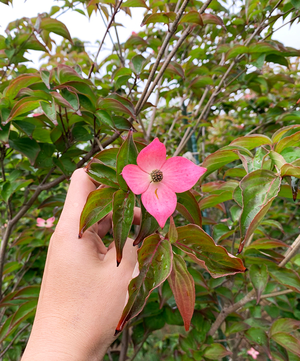 花