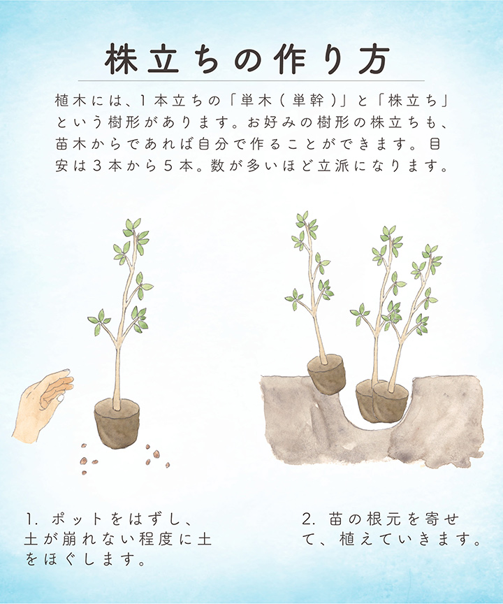 株立ちの作り方-1