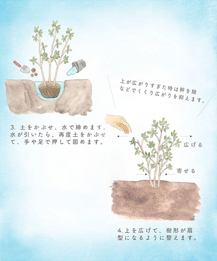 株立ちの作り方-2