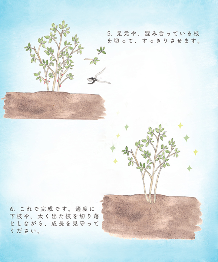 株立ちの作り方-3