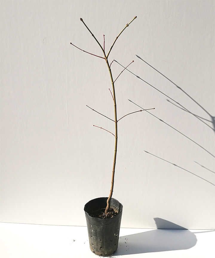苗木の状態