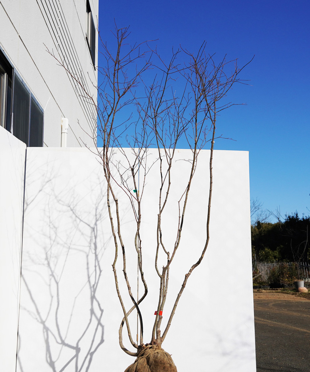 khk3-21  山採りコハウチワカエデ　高さ2.1m　不在置き了承商品