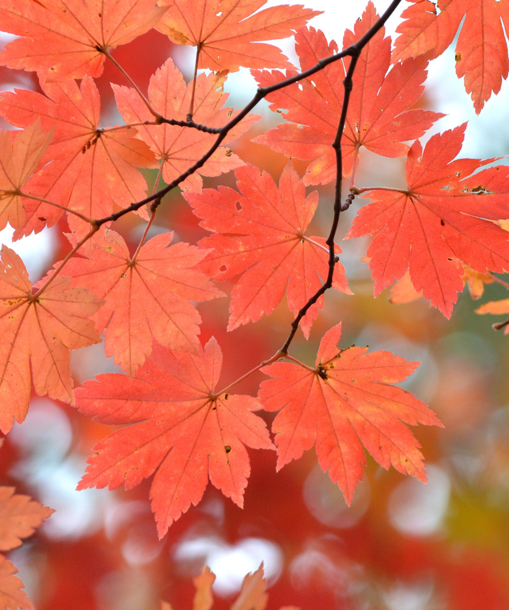 紅葉
