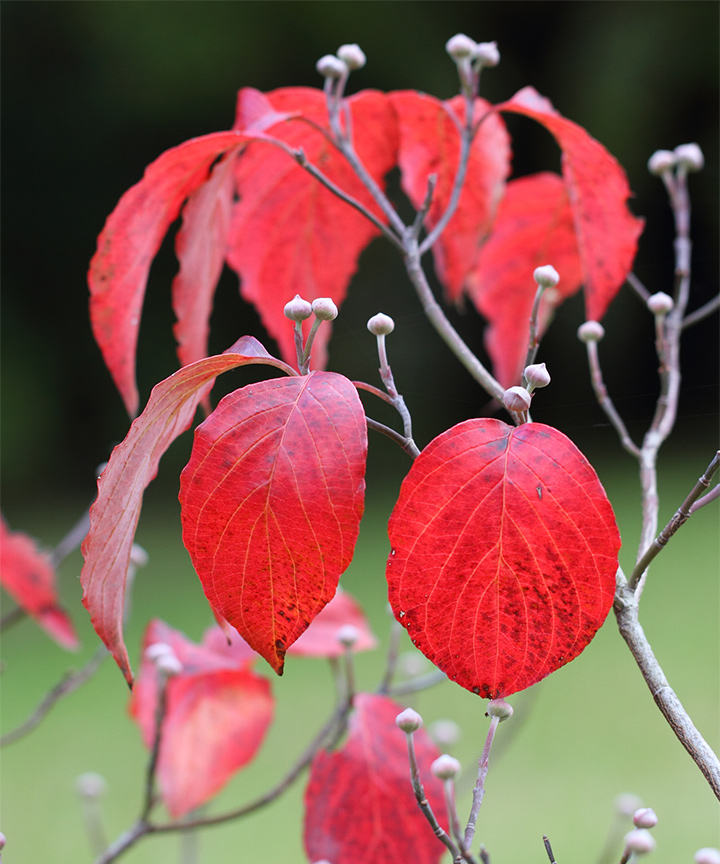 紅葉