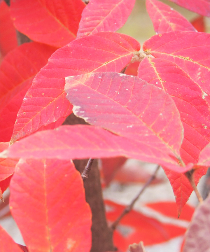 紅葉