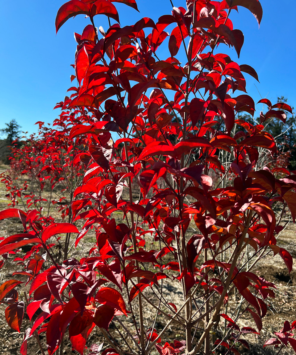 紅葉イメージ