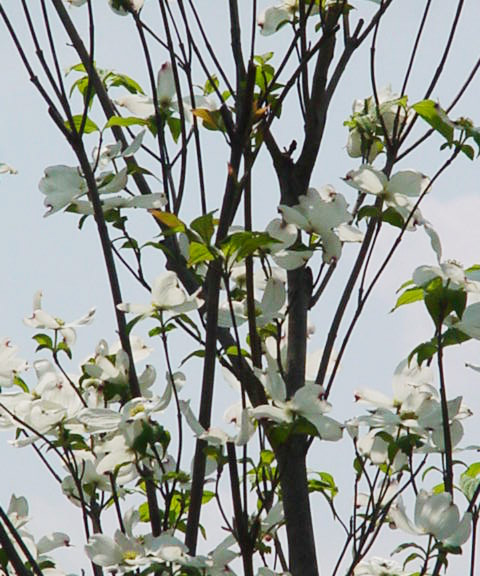※成長イメージ:枝が直立性で樹形が整いやすい