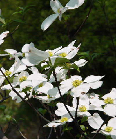 比較的花付きの良いハナミズキ