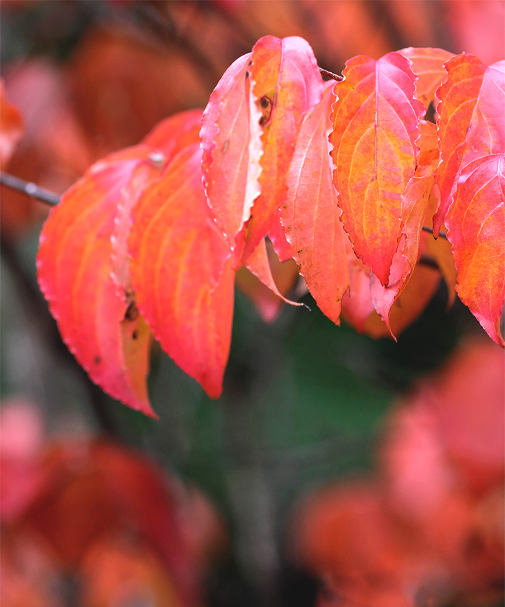 紅葉