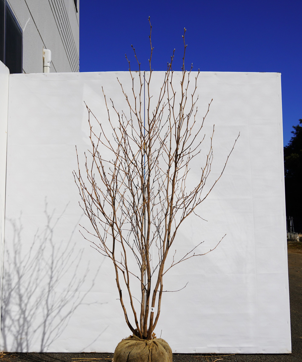 ksh1-16 ナツツバキ株立 高さ1.6m 不在置き了承商品
