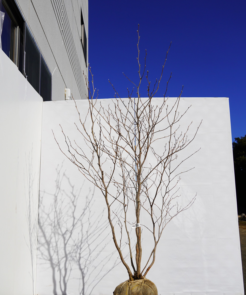 ksh13-18 ナツツバキ株立 高さ1.8m 不在置き了承商品