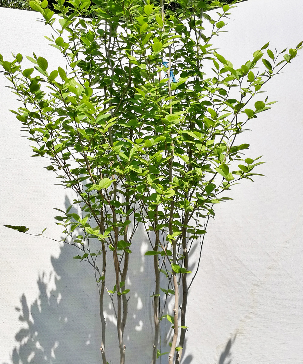 新芽の美しさイメージ