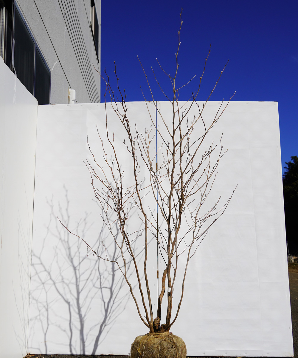 ksh19-17 ナツツバキ株立 高さ1.7m 不在置き了承商品