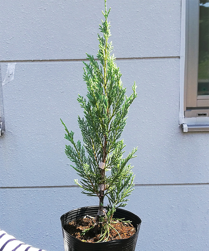 6月撮影