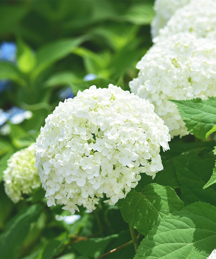 アジサイ「アナベル」白花 樹高20cm~50cm(冬季は剪定し、樹高10cm程度になります)