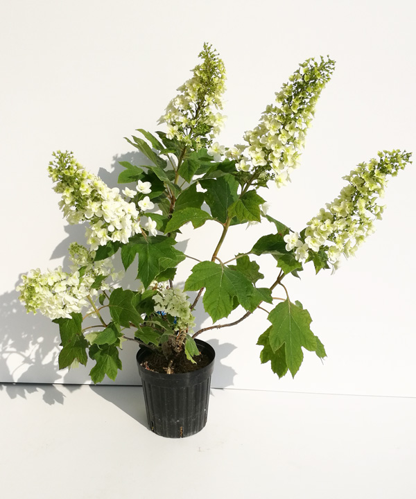 6月撮影(花付きは個体差があり、あくまでイメージです。)